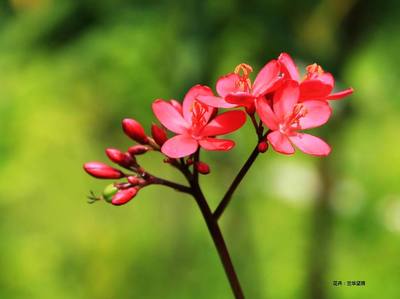 花卉摄影技巧 捕捉自然之美的艺术