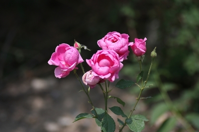 五月花卉摄影 内蒙赤峰生态摄影之旅