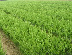 江苏宿迁虞姬五万亩花木集团 绿植盆栽产品展示