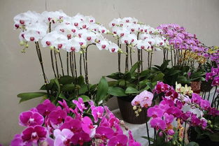 新春花市绽放新泰，添绿购花成节日新景