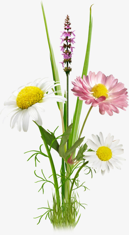 探索花草设计 PS花卉素材与绿植盆栽的创意融合