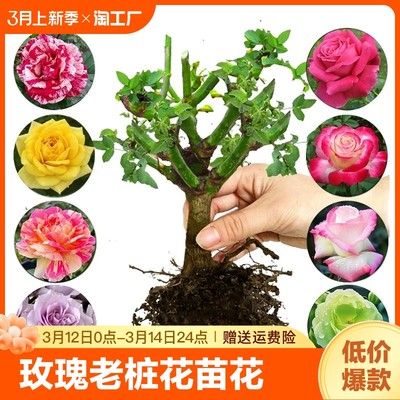 网购花卉 绿意生活的新潮流