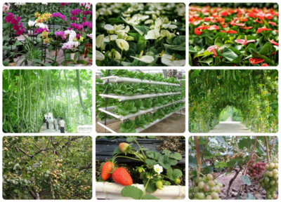 北京市小汤山现代农业科技示范园 现代饲料科技的创新与实践